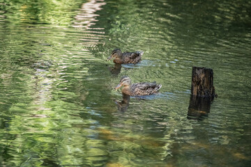 A wild duck swims in a pond. There is artistic noise.