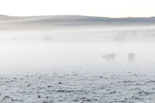 cattle through fog in a frosty paddock