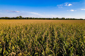 arial view of corn field in Atlanta Illinois at sunset