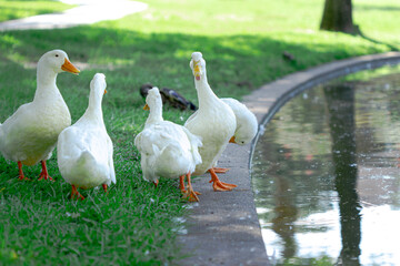 white geese