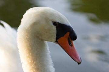 Obraz premium mute swan cygnus olor