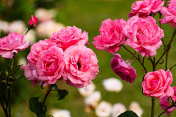 Roses garden. Rose flower outdoor shot. red background - 529569517