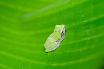 A tiny green frog in a banana leaf forming a beautiful background
