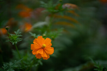 Orange flower with blueish blurred background