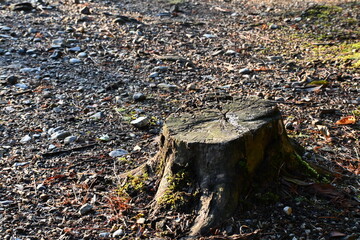 Obraz premium stump in the woods