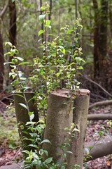 spring in the forest