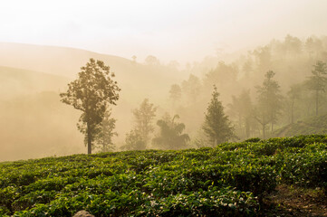 Fototapeta na wymiar Morning mist over hillside in a tea plantation adding a scenic beaty to the nature