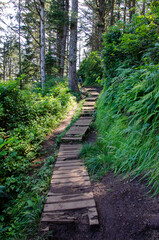 Obraz premium path in the forest