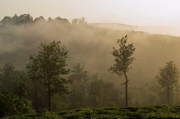 Morning mist over hillside in a tea plantation adding a scenic beaty to the nature