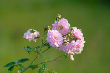 Pink rose with blurry background.
