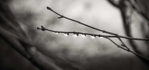 water drops on wood stick
