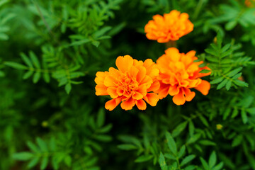 マリーゴールドたち