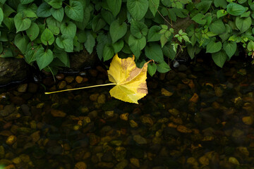 小川に落ちた大きな落ち葉