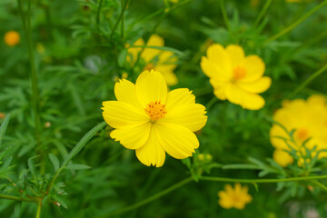 キバナコスモスたち