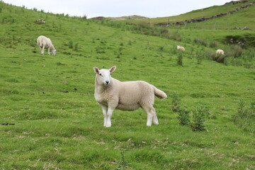 Sheep in a Scottish field