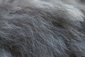 Close-up Soft Fur white cats beautiful texture background. close up of white and gray cat fur texture

