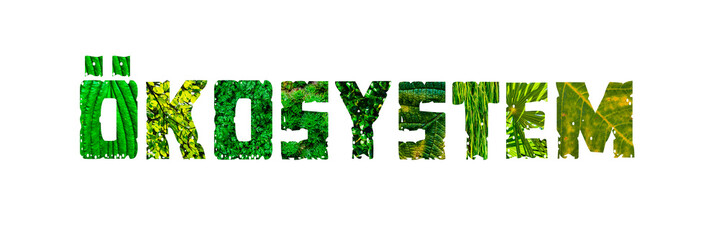 Ökosystem