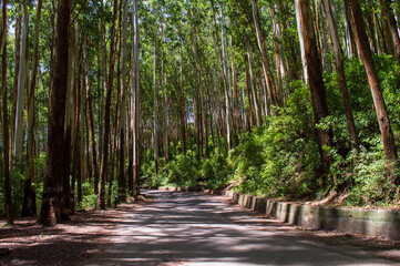 Travel through a thick eucalyptus forest will be very cold with fresh air adding a scenic beauty to the nature