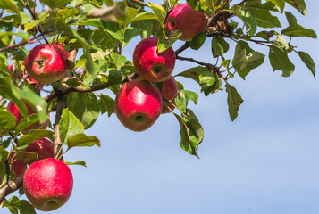 Wunderschöne rote Äpfel an einem Zweig