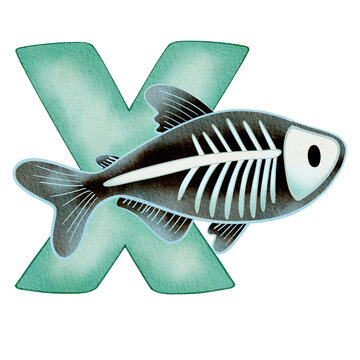 x-ray fish  alphabet isolated on a transparent background. With the letter X for use as a teaching and learning media for children to recognize English letters Or for children to learn