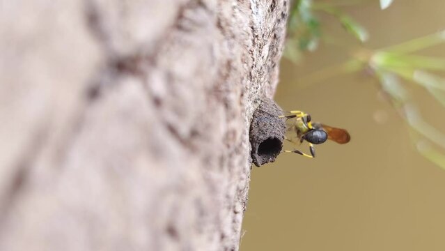   Mud dauber paralyse  and  hunting  small spiders for young larva  to grow .