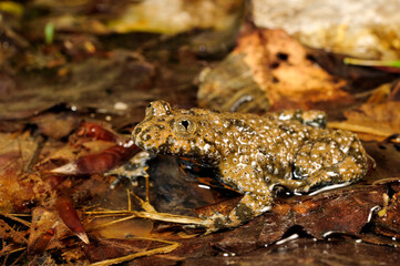 Yellow-bellied toad // Dalmatinische Gelbbauchunke (Bombina variegata kolombatovici) - Bukumirsko lake, Montenegro