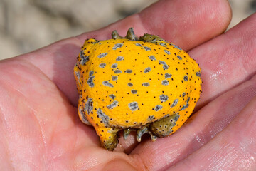Yellow-bellied toad // Dalmatinische Gelbbauchunke (Bombina variegata kolombatovici) - Lovcen,...