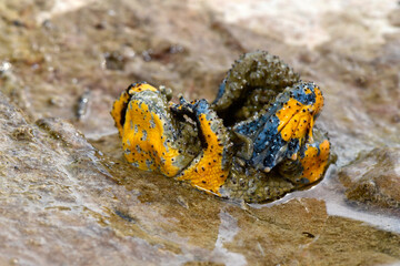 Yellow-bellied toad // Dalmatinische Gelbbauchunke (Bombina variegata kolombatovici) - Lovcen,...
