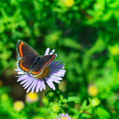 Butterfly on a daisy on grass background