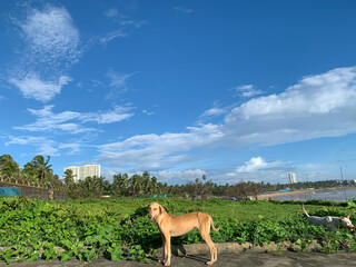 Obraz na płótnie Canvas Indian Dog Under The Beautiful Sky Near Madh Island Beach.