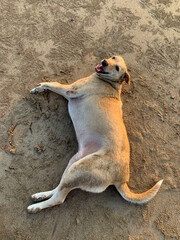 Indian Happy Dog Playing On The Sand.
