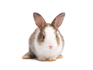 Front view of cute baby rabbit sitting isolated on white background. Lovely action of young rabbit.