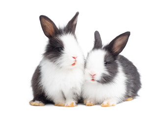 Two lovely baby rabbit sitting on white background. Lovely young rabbit sitting.