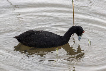 Red-knobbed coot, Fulica cristata, in the Natural Park of El Hondo, municipality of Crevillente, province of Alicante, Spain