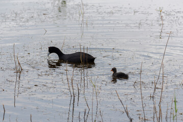 Adult and chick of Red-knobbed coot, Fulica cristata, in the Natural Park of El Hondo, municipality of Crevillente, province of Alicante, Spain