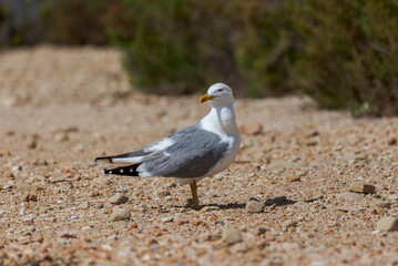 Yellow-legged gull, Larus michahellis, in the Natural Park of the Salinas de Santa Pola, in the province of Alicante, Spain