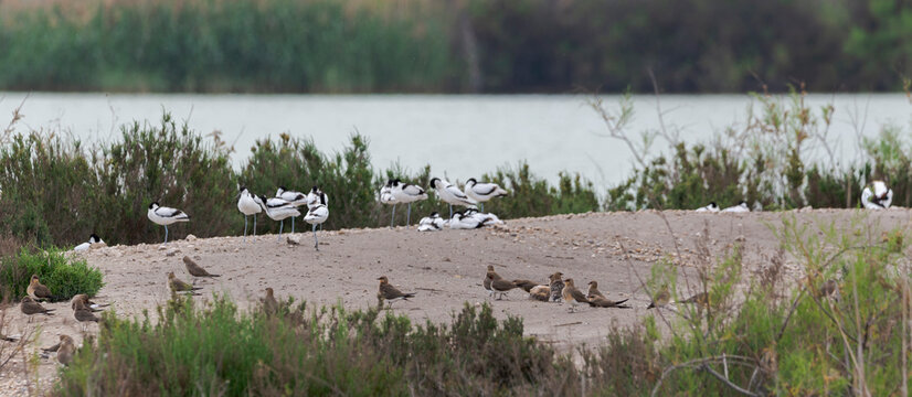 Flock of Collared pratincole, Glareola pratincole, and Pied avocet, Recurvirostra avosetta, in the Natural Park of El Hondo, municipality of Crevillente, province of Alicante, Spain