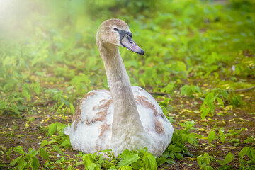 A white swan in close-up lies on the green grass, stretching its head against the background of bright sunlight on a blurry background. Domestic birds live on the territory of park lakes and ponds.