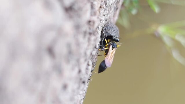  close up view of Mud dauber nest construction