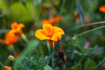 Obraz premium the gorgeous little petite marigold in the sunlight