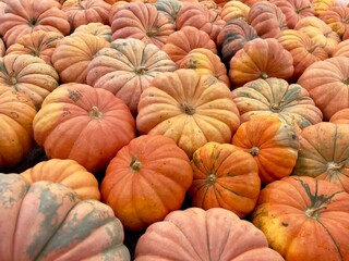 roter Kürbis ROUGE VIF D'ETAMPES