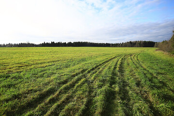 summer road in the field landscape nature meadow