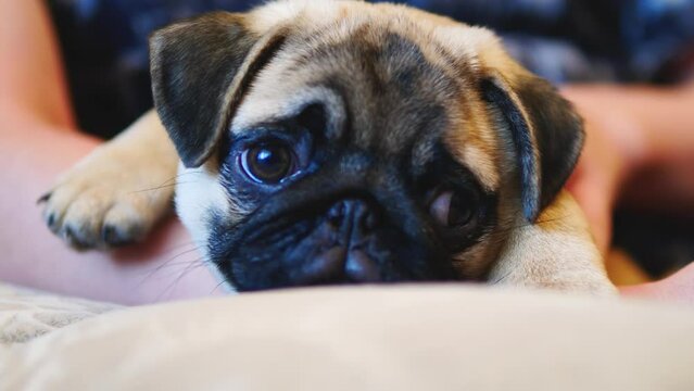 close-up of a thoroughbred puppy purebred pug looks at the camera with sad eyes sitting in the arms of the owner. Pets concept. pug puppy at home. favorite pets. a little dog