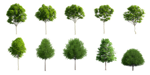 Collection Beautiful 3D Trees Isolated on PNGs transparent background , Use for visualization in architectural design or garden decorate	