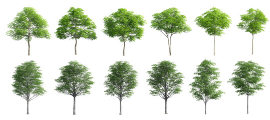 Collection Beautiful 3D Trees Isolated on PNGs transparent background , Use for visualization in architectural design or garden decorate	