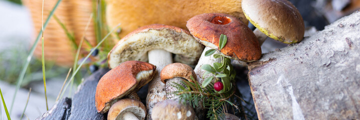 Forest mushroom boletus, cep, porcini, chanterelle collected in a wooden wicker basket. Late summer...