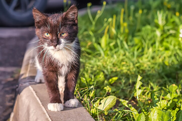 Black and white small kitten close-up on green grass. Stray animals that are fed on the streets of the city by local residents. Domestic fluffy pets walk near the house and play in the sun.