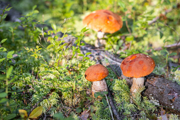 A forest edible brown boletus mushroom growing in a natural background. Karelia