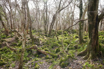 fallen trees and bare trees in winter forest