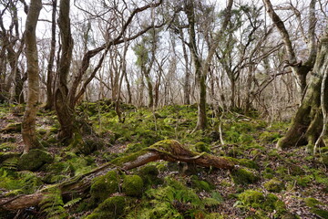 fallen trees and bare trees in winter forest